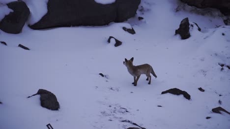 fox in snowy mountains