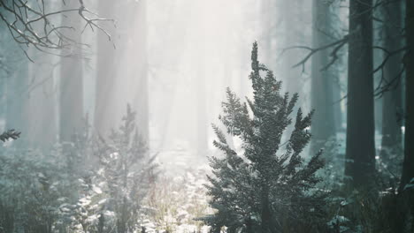 magic and foggy morning spruce forest