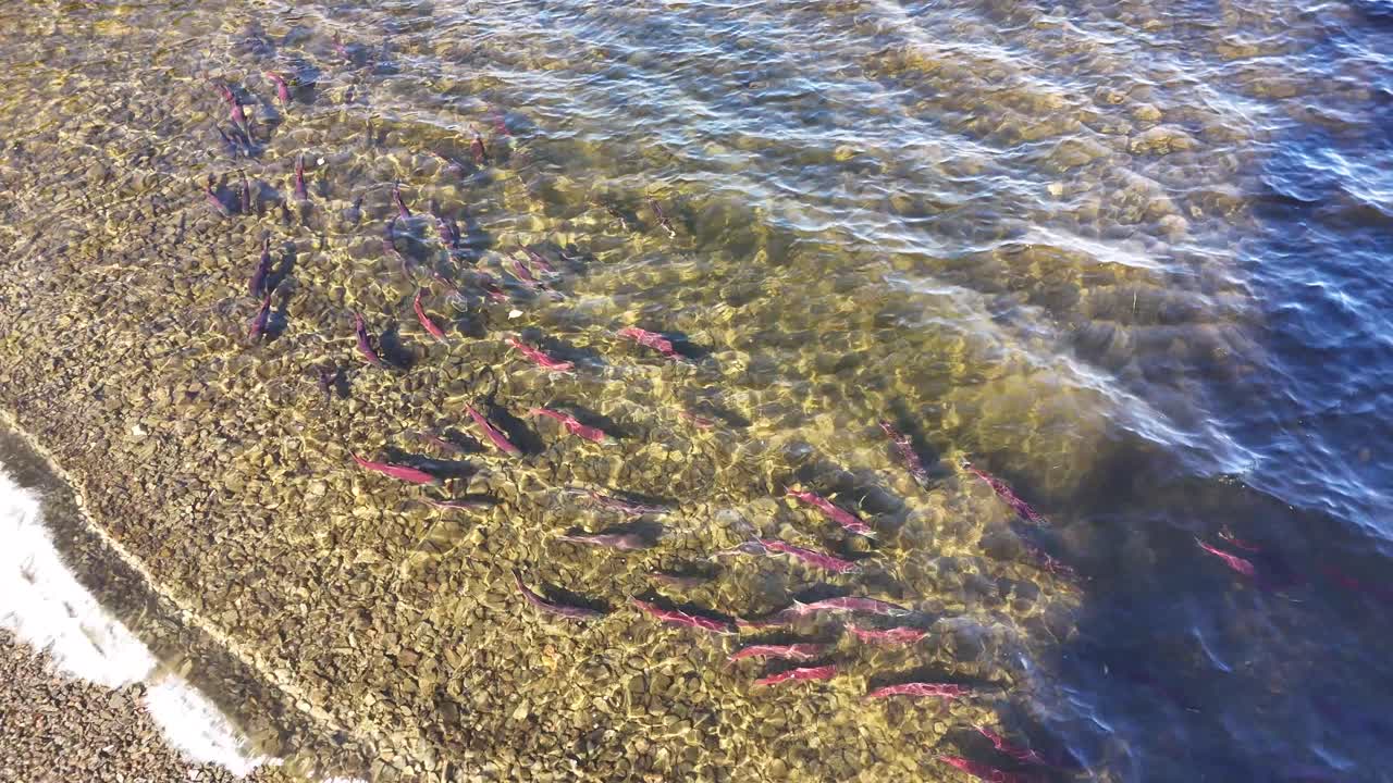 Sockeye salmon swimming in shallow waters in a lake in British Columbia, Canada.