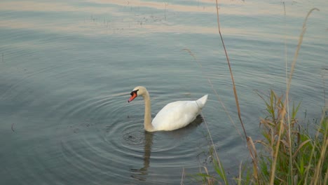 Vista-Bloqueada-De-La-Cabeza-De-Buceo-Del-Cisne-Bajo-El-Agua-Para-Comida,-Plantas-De-Agua-En-Cámara-Lenta-En-Primer-Plano