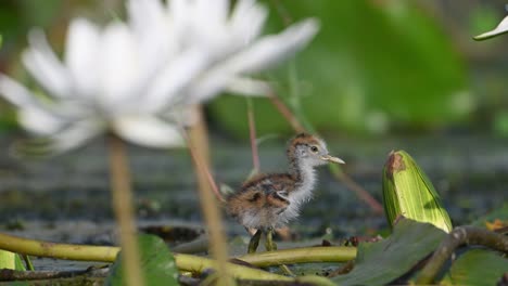 Chicks-of-Pheasant-tailed-Jacana-Feeding-on-Floating-leaf-in-Morning