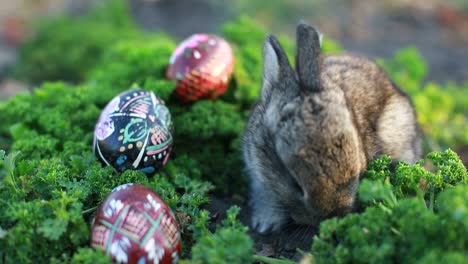 rabbit on green grass, white rabbit little rabbit, little white bunny