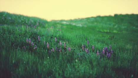 beautiful meadow field with fresh grass