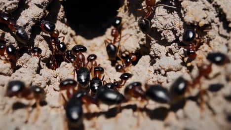 ants working in their nest