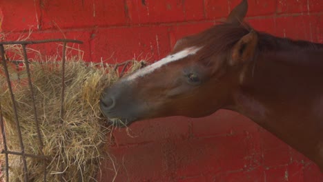 nice brown horse with white straight line marking in the middle of its face standing alone eating straw close up shot