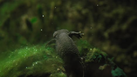 tritón acuático nadando en un tanque cubierto de musgo