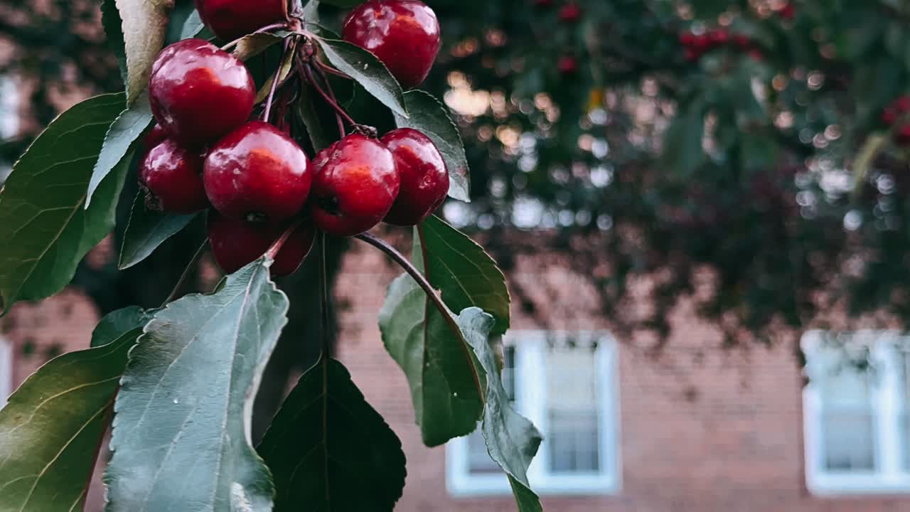cerezas rojas en una rama