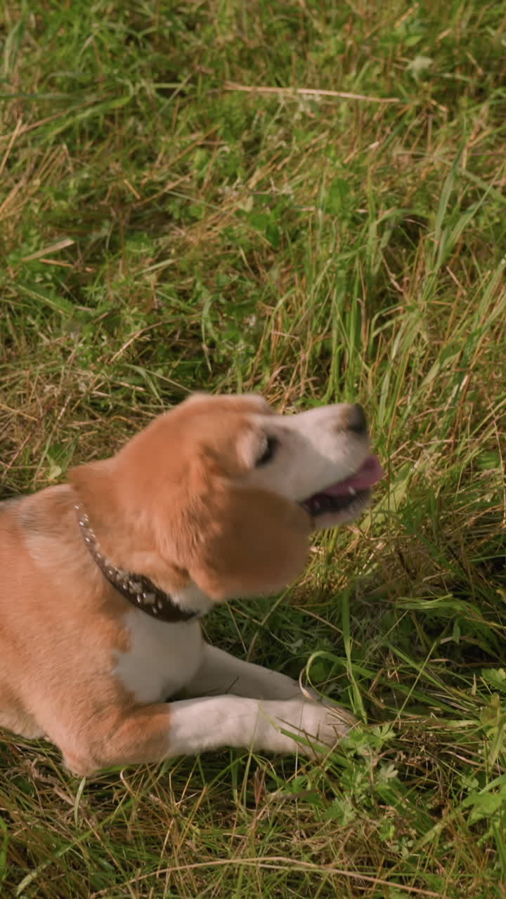 Pet lover playing with dog outdoors on grassy field while dog happily rolls on ground with tongue out on sunny day, surrounded by lush greenery