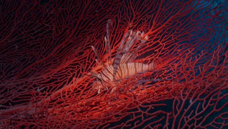 lionfish sitting on bid red sea fan and dark blue ocean as background