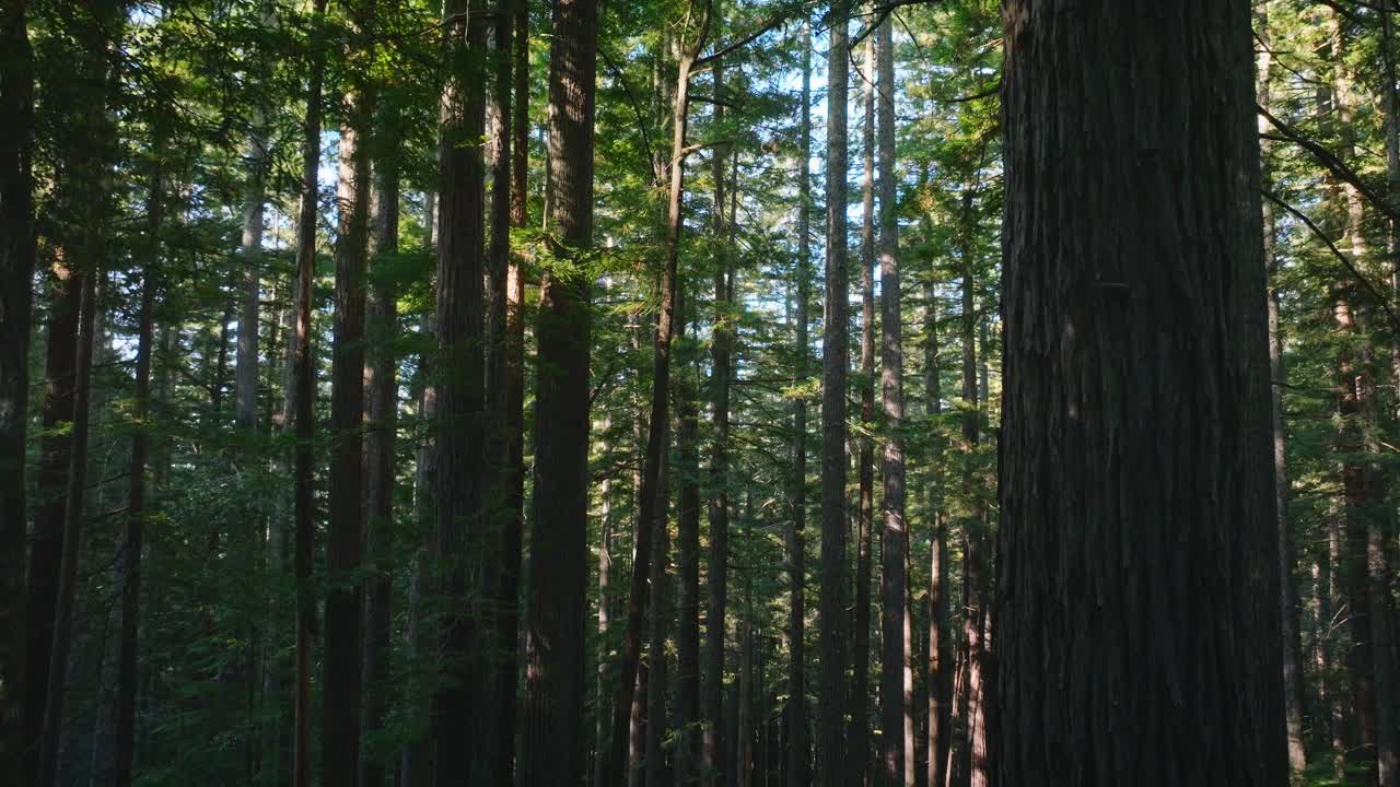 Alberi di sequoia giganti in una foresta serena a Redwood, California, USA