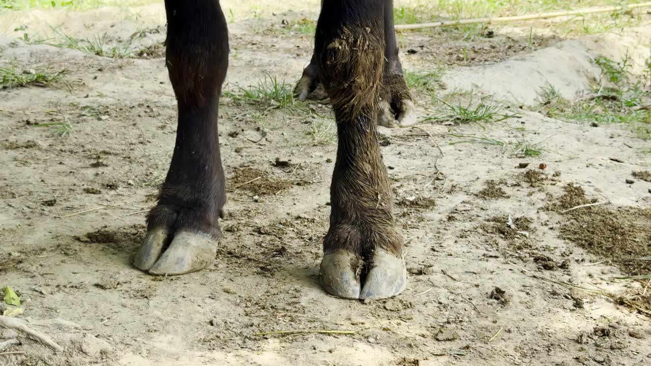 Close-up of a Buffalo