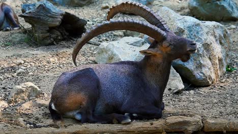 breathtaking close-up footage of an alpine ibex gracefully laying on rocks and scratching its back