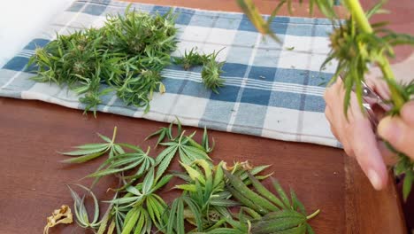chica recortando una rama de cannabis; movimiento giratorio lento