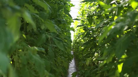 Dense rows of green tomato plants in a greenhouse