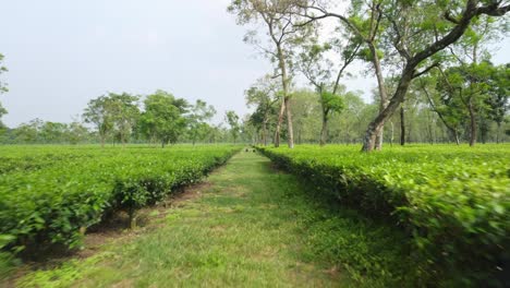 A large tea garden planted at the foothills of Darjeeling Himalayas for industrial scale tea production in rural regions of Siliguri, West Bengal, Gimbal shot