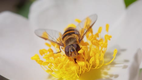 Schwebfliegen,-Blumenfliegen-Oder-Schwebfliegen,-Insektenfamilie-Syrphidae.-Sie-Tarnen-Sich-Als-Gefährliche-Insekten-Wespen-Und-Bienen.-Die-Erwachsenen-Tiere-Vieler-Arten-Ernähren-Sich-Hauptsächlich-Von-Nektar-Und-Pollenblüten.