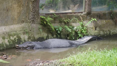 cocodrilo tendido en un estanque. disparo estático
