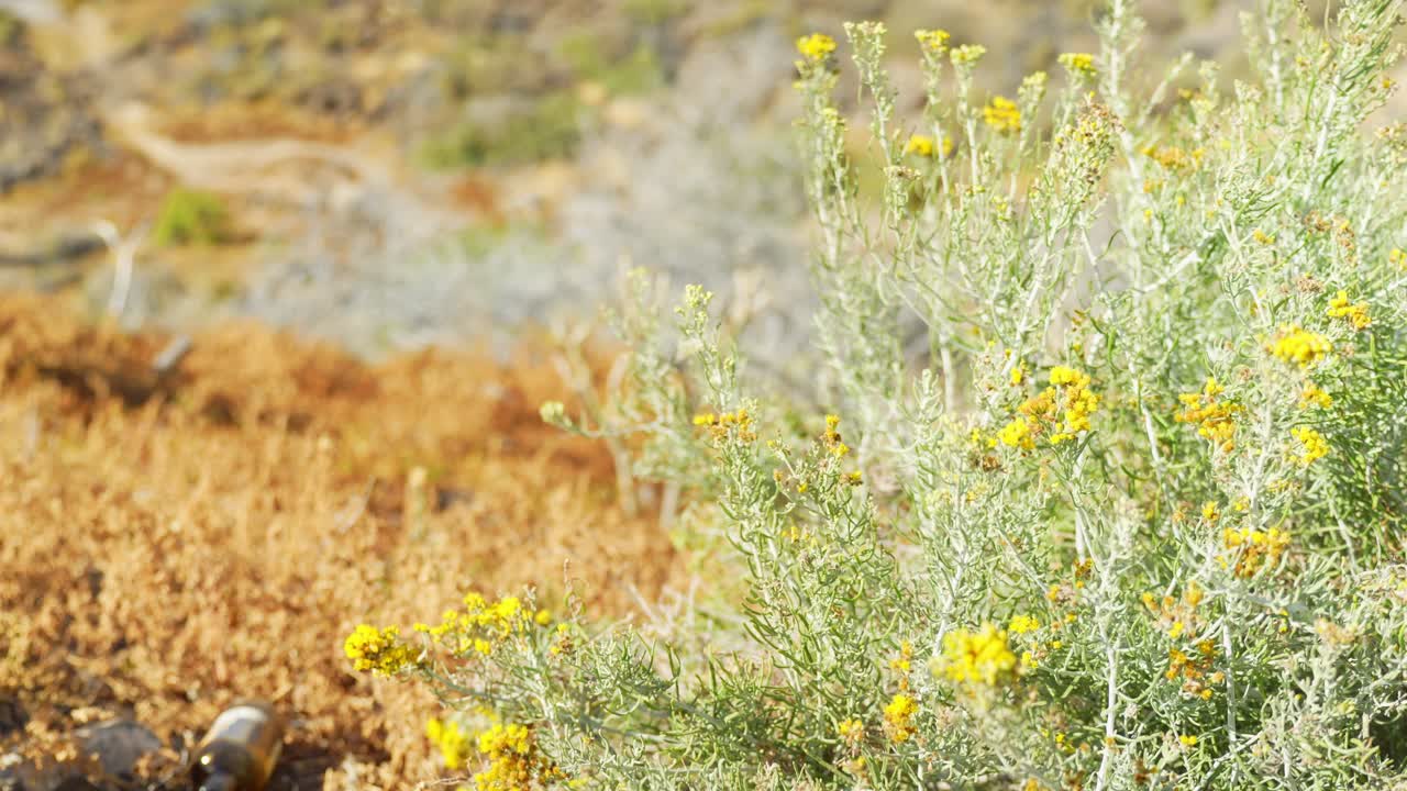 Curry Plant, Helichrysum Italicum on Dry Field Moving Due to Breeze