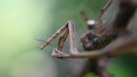 Heterochaetula-Straminea,-Gottesanbeterin,-4k-Aufnahmen