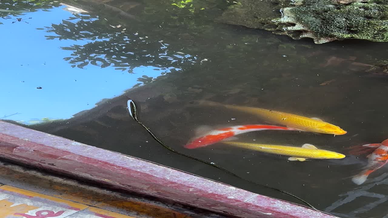 베트남 불교 사원 의 마당 수영장 에 있는 빨간색 과 노란색 코이 물고기