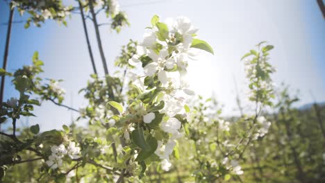 view of white flowers and green leaves on apple trees in orchard backlit with bright sun