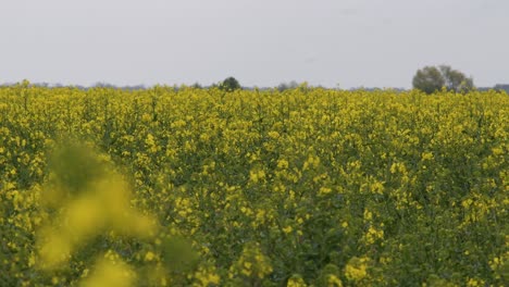 blooming canola  field