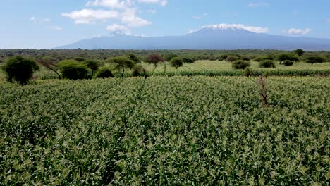 Drones-Volando-En-Granjas-En-Las-Laderas-Del-Kilimanjaro---Granjas-Verdes-De-Kenia,-Asentamientos-Pobres-En-África-Plantación-Agronómica-Aérea