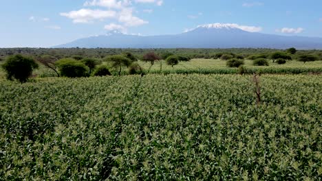 drone flying in farms in kilimanjaro slopes- green kenya farms, poor settlement africa aerial agronomic plantation
