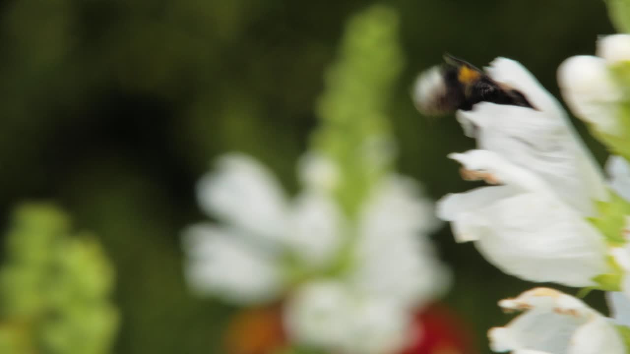 abejorro recoge polen de una planta de flor blanca boca de dragón