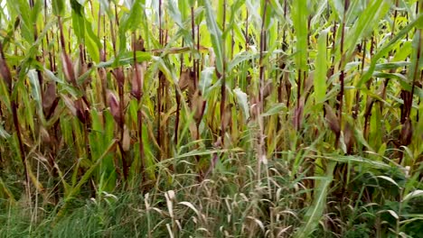 sideways drone shot of a growing farmers cornfield