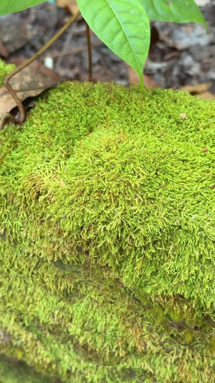 Muschio verde vibrante che cresce su un tronco nella foresta