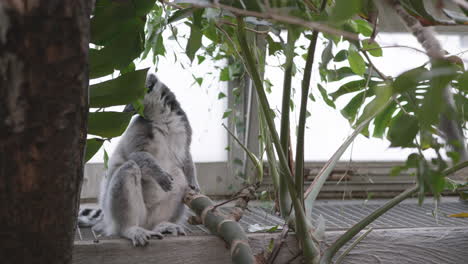 ring-tailed lemur sit and eat leaves