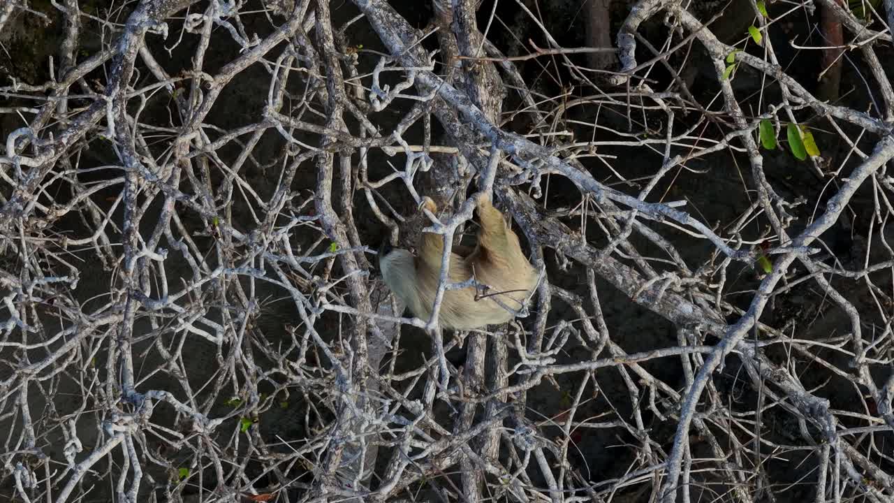 Aerial view reveals a two-toed sloth foraging in the treetops along the stunning coastline of Puerto Viejo de Talamanca, in Costa Rica's Caribbean region