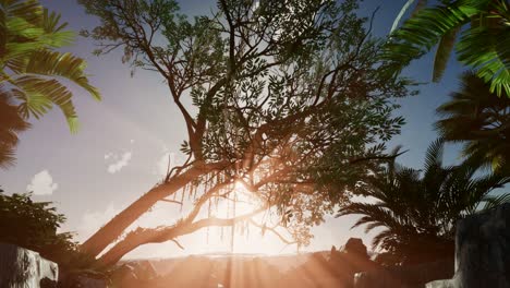 sunset beams through palm trees