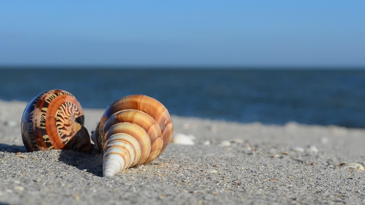 Conchas de berberecho sobre la arena con las olas de fondo. Grabación en la playa