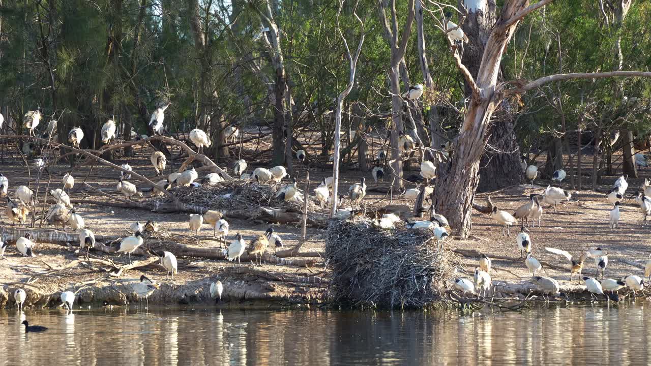 Enorme bandada de ibis blancos australianos posados en la isla, anidando y construyendo nidos en medio de un lago natural en un entorno de humedal durante la temporada de apareamiento y cría