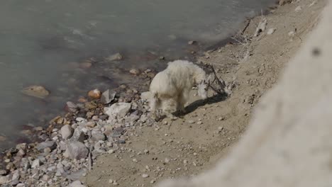 Graceful-mountain-goat-sips-from-Canadian-Rockies-river