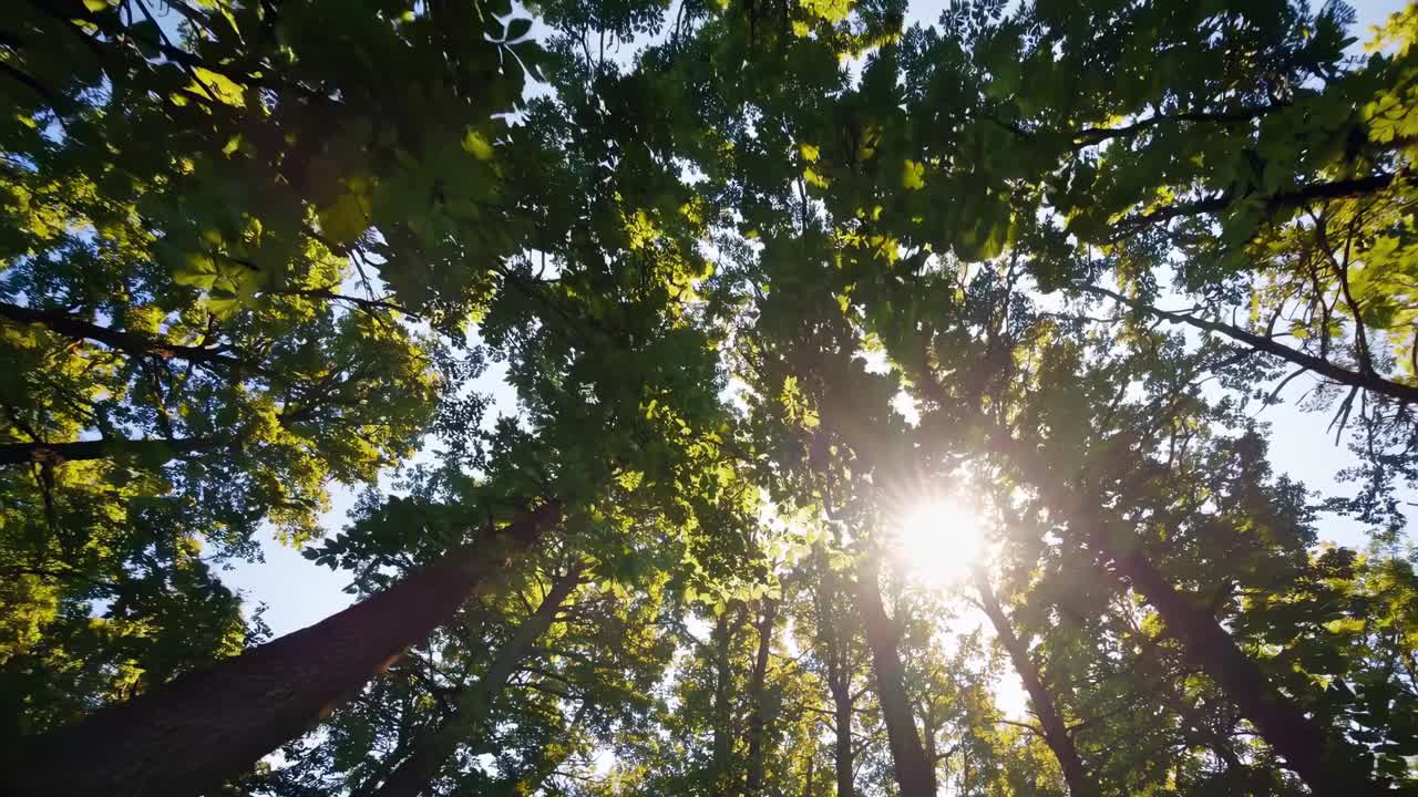 Un'angolazione della telecamera verso l'alto cattura la luce del sole che filtra attraverso la fitta chioma verde degli alberi, creando un'atmosfera serena.