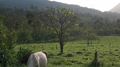 a serene scene in a pasture in la fortuna, costa rica, where several cattle are grazing in the late afternoon light