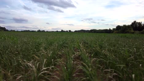 campo de caña de azúcar en inglaterra