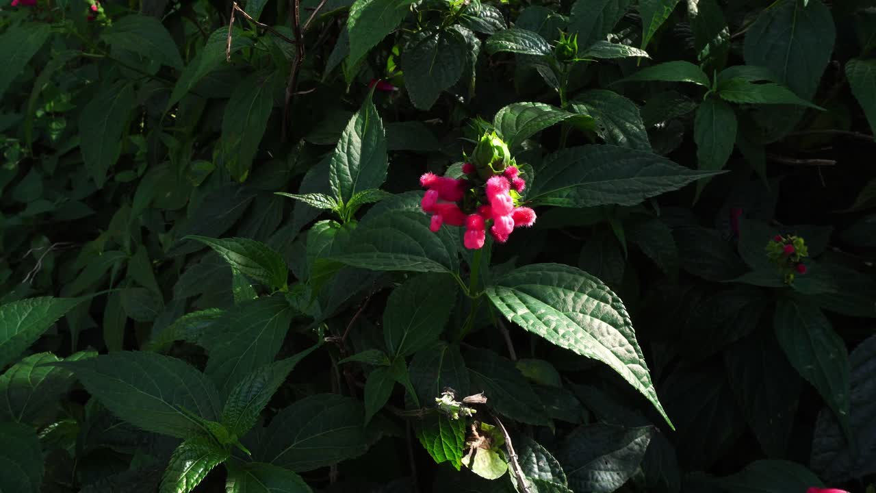 A beautiful softness of a plant with bright red colors illuminated by sunlight. All around, the light shifts gently across the green leaves