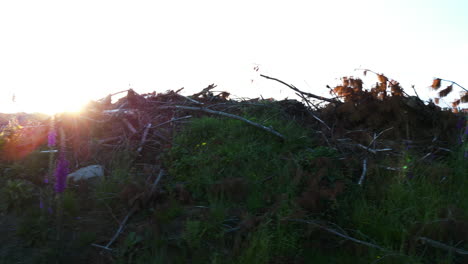 deforestation disaster climate change and climate warming shot from dunsdale recreational reserve