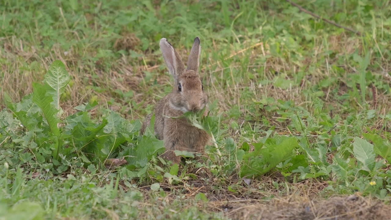 oryctolagus cuniculus 야생 유럽 토끼