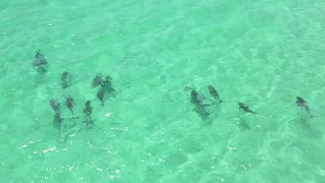 Delfines-Jugando-En-Las-Aguas