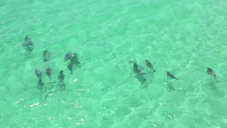 delfines jugando en las aguas