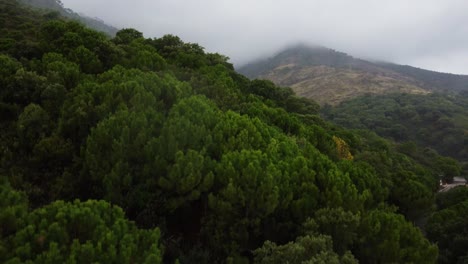 Thick-fog-flowing-over-mountain-forest-terrain,-aerial-descend-view