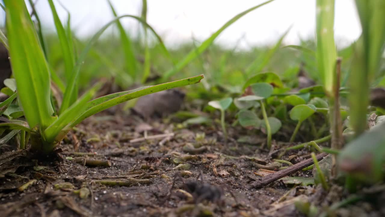 Straight on ground level view of Acromyrmex leafcutter ant walking on soil surrounded by grass, Parque Nacional Ibera, Corrientes, Argentina