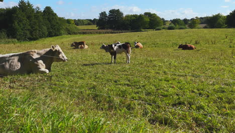 on a meadow mother cows with calves are lying in the sun-2