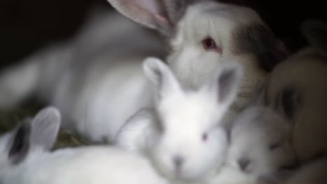 muchos conejitos blancos rodeando a un gran conejo madre tendido en una cama de heno y disfrutándolos