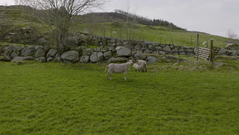 Curious-sheep-is-watching-drone-flying-around,-while-another-feeding-her-lamb